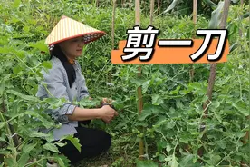 想要西红柿高产没虫害，请在这里剪一刀，后期又多又大压满枝头视频封面