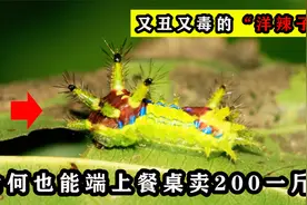 “洋辣子”长得丑还有毒，为何也能被端上餐桌，卖200块一斤？