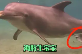 海豚生宝宝，水下艰难生产视频封面