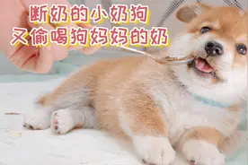 狗妈妈快被小狗吸干了，断奶的小狗又偷喝狗妈妈的奶视频封面