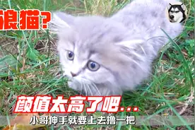 小哥在公园里捡到一只流浪猫，乖巧可爱，这颜值把心都融化了视频封面