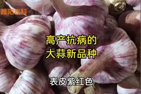 平均亩产蒜头3500斤，这个大蒜品种，黄淮地区最受欢迎