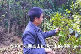 田耕地上：樟树的叶子可以用来止痒，特别是被毛毛虫痒的时候视频封面