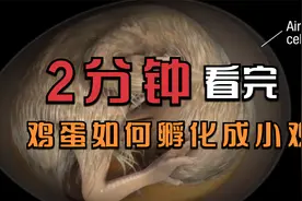 2分钟看完鸡蛋如何变成小鸡的的全过程，鸡蛋如何孵化成小鸡视频封面