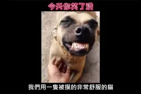 这样的女仆让我....！🤣片尾想歪的全去面壁！！视频封面