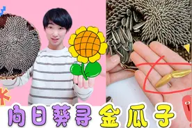 向日葵里有“金瓜子”，一颗就上万元？一口气剥几百粒能找到吗？视频封面