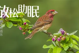 赫兹能量音乐，缓解大脑疲劳，消除负面情绪，按摩听觉神经视频封面