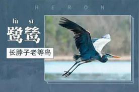 鹭鸶——长脖子老等鸟视频封面