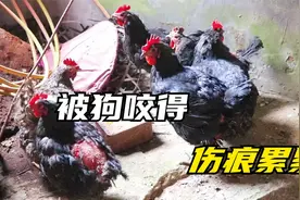 自己家养了3年多的鸡，一夜被狗咬死6只伤6只，太气人了
