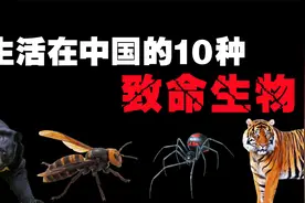 生活在中国的10种致命生物，最危险的其实就在我们身边！视频封面