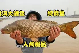 黄河极品大鲤鱼，被小伙逮出两条，10斤纯箭鱼最少长10年，太香了视频封面