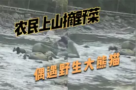 雅安一农民摘野菜偶遇野生大熊猫，下河喝水玩耍，一点也不怕人视频封面