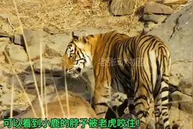 小狗和老虎较量！不料被老虎一口咬死！#动物世界 #老虎#精彩片段视频封面