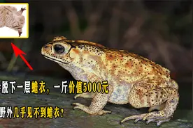 蟾蜍会脱下一层蟾衣，一斤价值5000元，为何野外几乎见不到蟾衣？视频封面