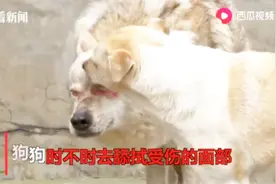 武汉动物园：草原狼和中华田园犬成为“伴侣”，相处非常融洽视频封面