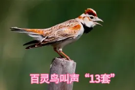 欣赏大草原的美景，聆听百灵鸟叫声“十三套”！视频封面