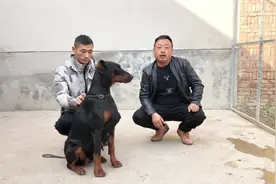 带大家欣赏下纯种德系杜宾，特点是机警机敏，好撕咬视频封面