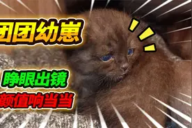 遗弃蓝猫团团3只幼崽首次公开亮相，长相酷似布偶毛蛋，找到爹了视频封面
