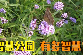 智慧公园有多智慧？带你逛北京亦庄通明湖公园！视频封面