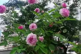 玛姬婶婶微型月季，高杆嫁接后这样养护，后期开花瀑布垂头效果好视频封面