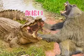 猩猩媽媽用手把她的宝宝从鳄鱼的嘴里拉出來，狒狒vs鳄鱼视频封面