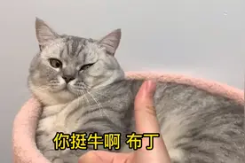 一只绝育公猫最后的倔强！绝育了还能让小母猫怀上！真牛啊视频封面