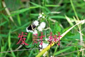 发财木，四季常青，叶片观赏性强，应该很少人见过开花吧。视频封面