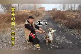 小伙野外溜圈时，金毛从兔场附近叼回一只活兔子，可把小伙气坏了视频封面