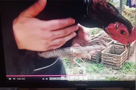 站不起来的鸡子，都准备放弃了，居然真的治疗好了，快看看啥办法视频封面