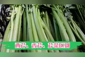 再次刷新认知！西芹、香芹、芹菜竟是三姐妹？听营养师细细道来视频封面