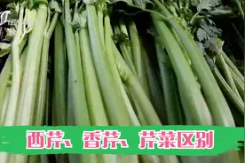 再次刷新认知！西芹、香芹、芹菜竟是三姐妹？听营养师细细道来视频封面