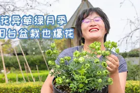 【海妈植物推荐】奇花异草绿月季，阳台盆栽也爆花