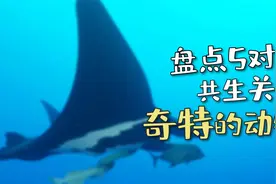 盘点5个共生关系奇特的动物视频封面