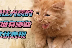 患狂犬病的橘猫的症状，铲屎官一定要了解！视频封面