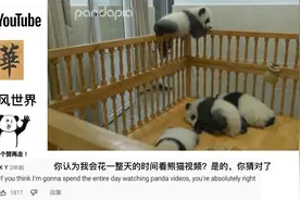 老外看熊猫宝宝越狱被抓，评论：熊猫宝宝是史上最可爱的视频封面