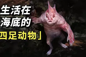 大海中出现奇怪动物，它们用4条腿在海底爬行，能瞬间吞掉一群鱼视频封面