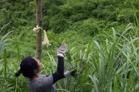 我，隐居湖南感觉很幸福，自然资源真丰富，今天挖野百合比人还高视频封面
