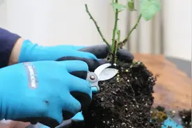 月季养死了不要扔，园艺师教你救活它，包括修剪除菌上盆等技巧视频封面
