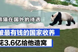 熊猫在国外的待遇：被最有钱的国家收养，花3.6亿给他造窝视频封面