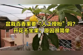 盆栽百香果要“人工授粉”吗？开花不坐果，原因很简单视频封面