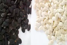 丝瓜子比丝瓜瓤还好用，很多人不清楚有啥用，家里常备有妙用视频封面