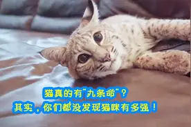 为什么猫从5米高空掉落不会伤到自己，难道它真的有9条命？视频封面