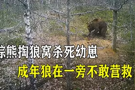 棕熊掏狼窝杀死幼崽，成年狼为何不敢营救，熊和狼到底谁更强？视频封面