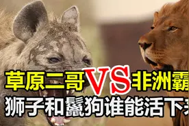 非洲“霸主”狮子，被“非洲二哥”鬣狗群殴，究竟谁能活下来？视频封面