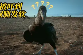 黑美洲鹫贪吃海龟蛋，碰到一颗怪蛋，被吓到当场发懵，动物纪录片视频封面