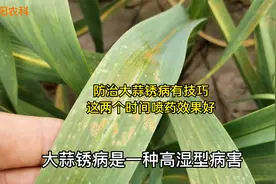 防治大蒜锈病有技巧，抓住这两个关键期喷施2遍，一季都不会发生视频封面