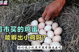小伙从超市买来18个鸡蛋，让老母鸡孵小鸡，你们觉得能成功吗？视频封面