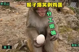 猴子爆笑剥鸡蛋：一个负责蛋白，一个负责蛋黄视频封面