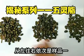 揭秘系列——五灵脂：老鼠屎居然也有人造假？原来能卖几十元/KG视频封面