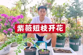 怎么让紫薇盆景短枝开花，怎么让它叶子变小，这么操作其实很简单